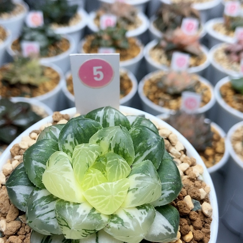 【闪购商品】5玛琳锦