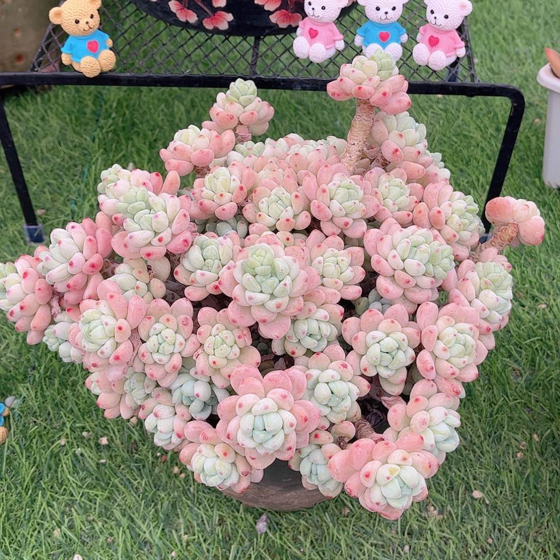 韩版樱花罗琦精品多肉