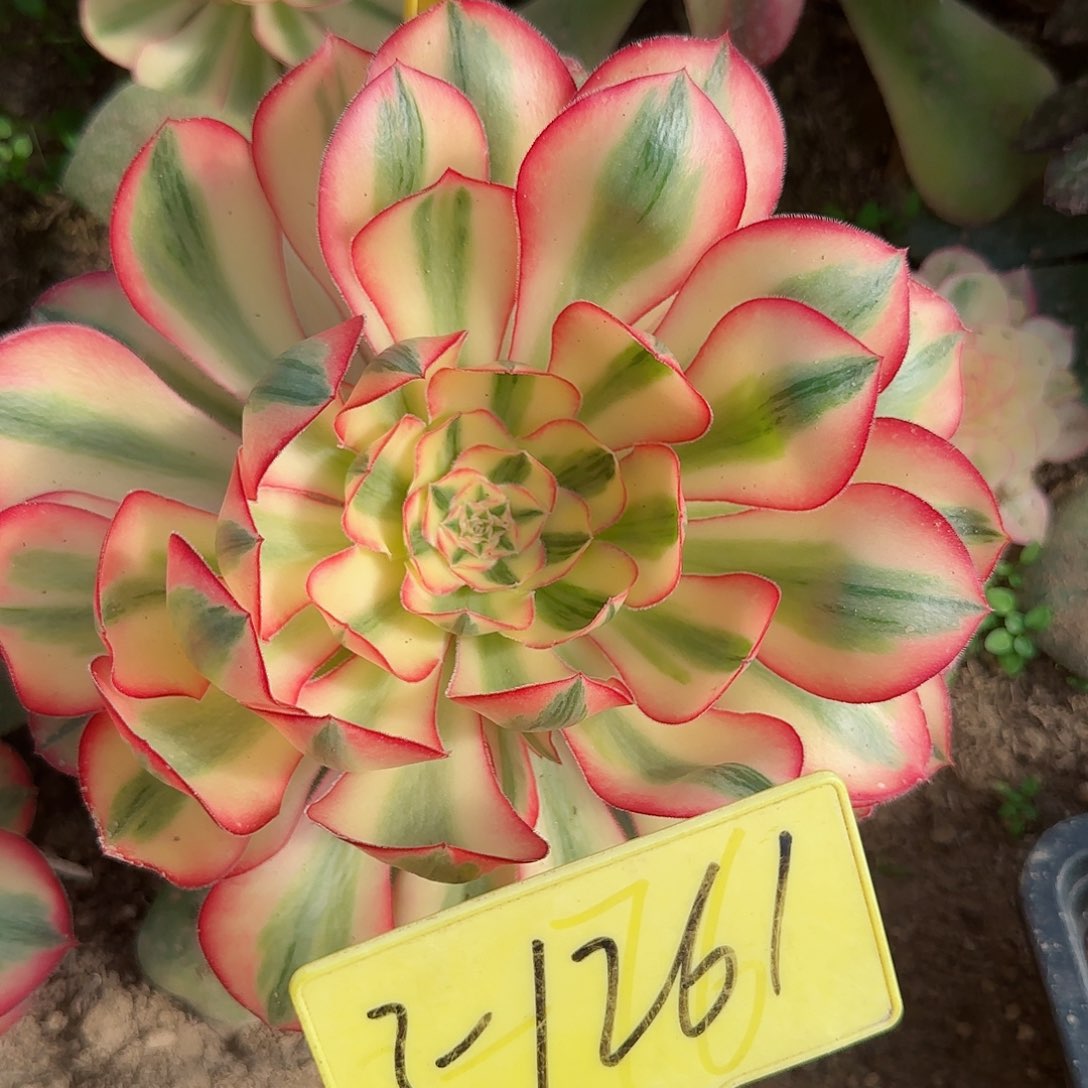 3-1261+-+爱丽丝多头多肉