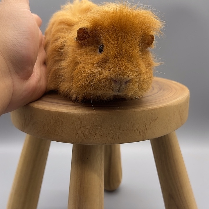 豚鼠奶黄特克塞尔弟弟