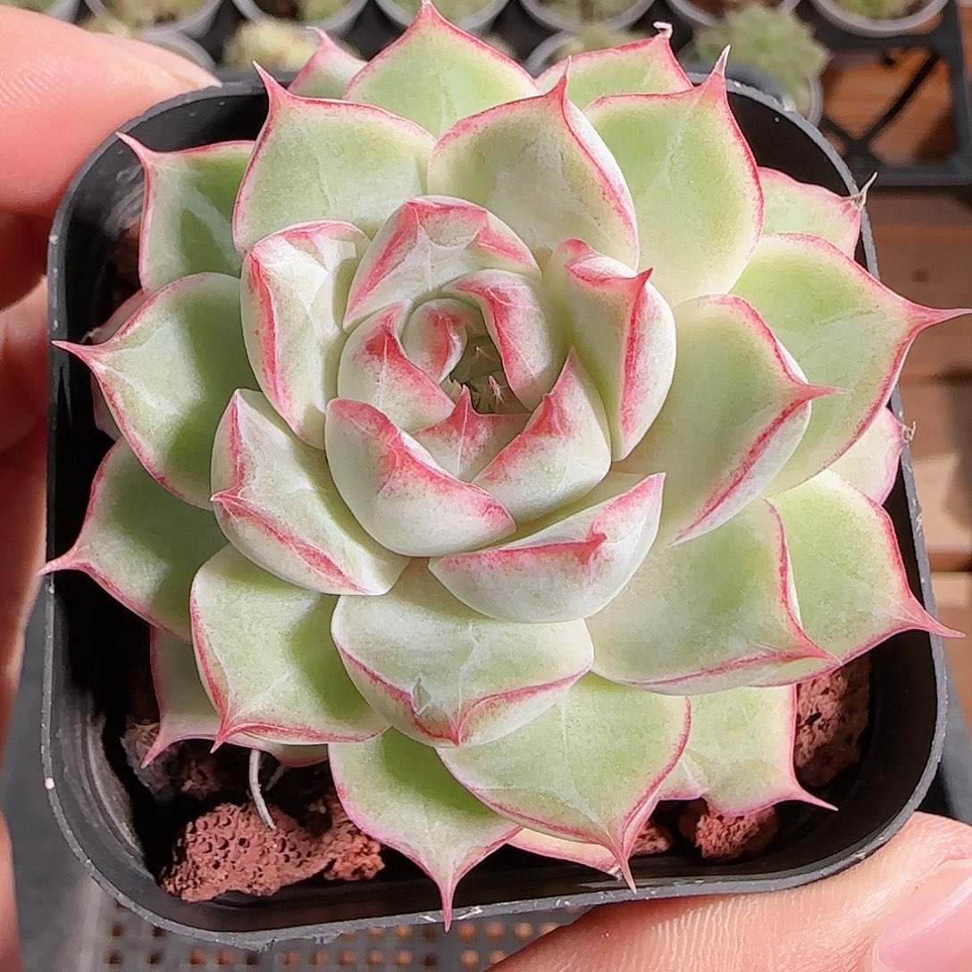 1112------102女王玫瑰