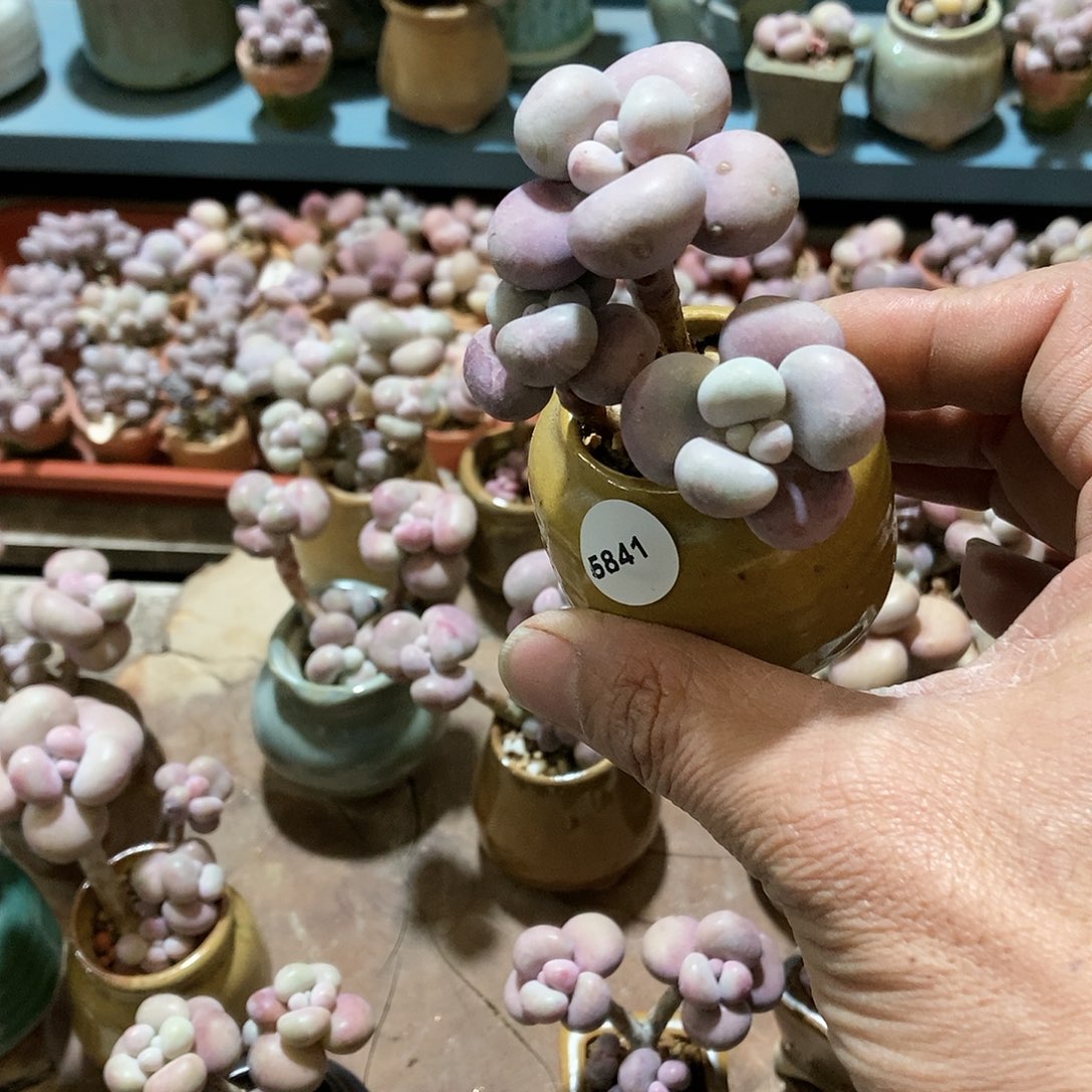 嘉*5841腰子桃蛋19.9带盆