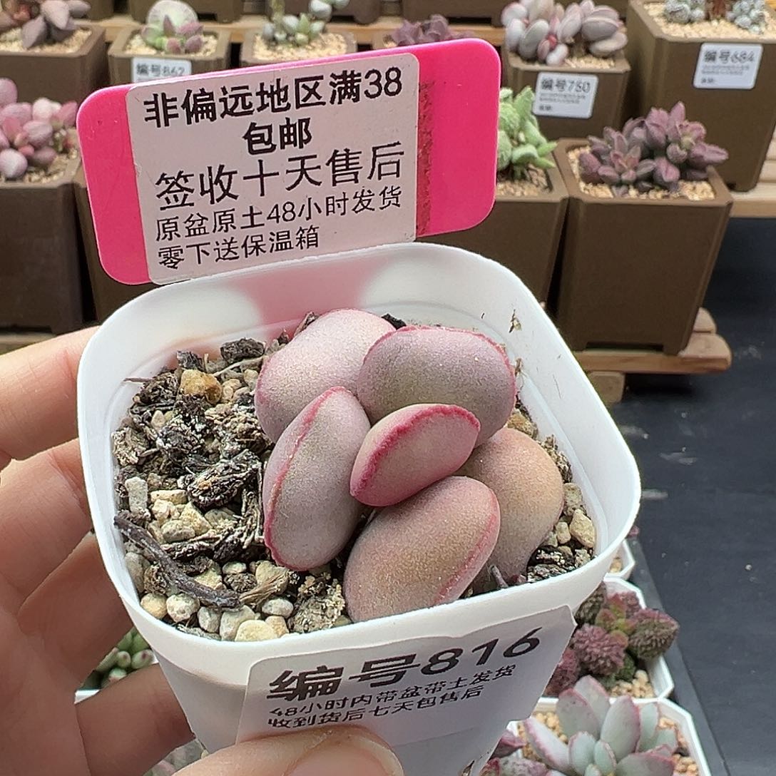 816白肌红蛋多肉