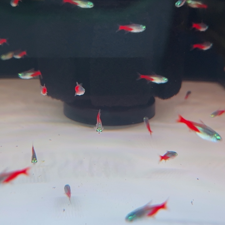 短鲷鱼钻石灯10条