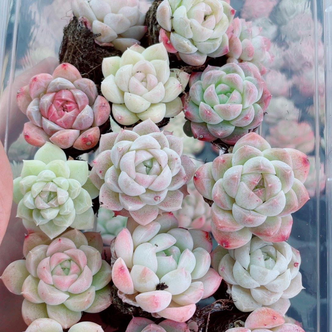 开心快乐幸福015