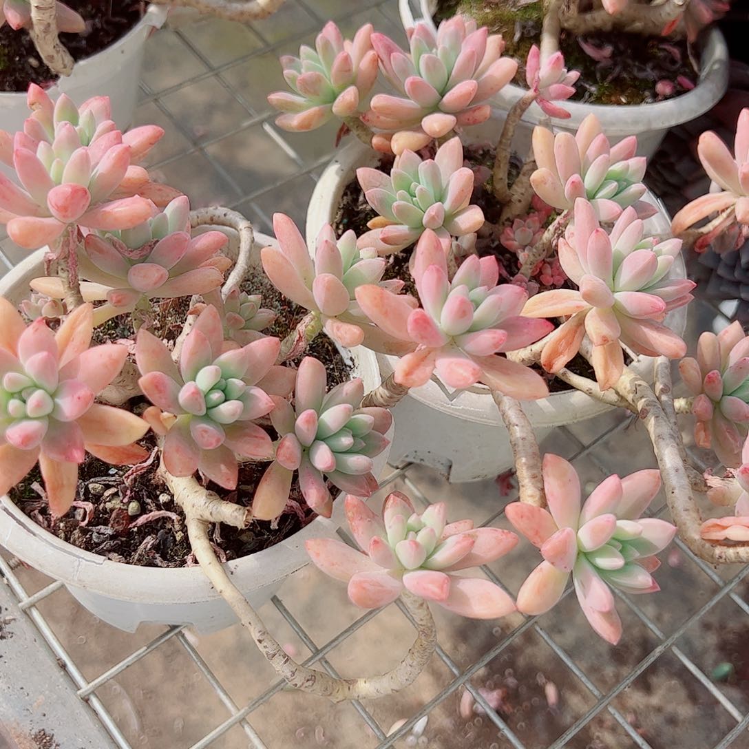 果冻秋丽多头造型精品二盆