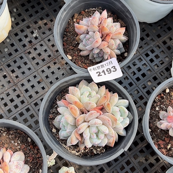 阿雅园艺。      2193两颗