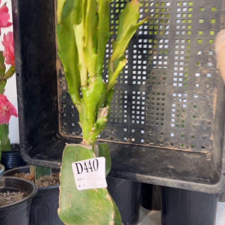当前无花栽培后可以开花440