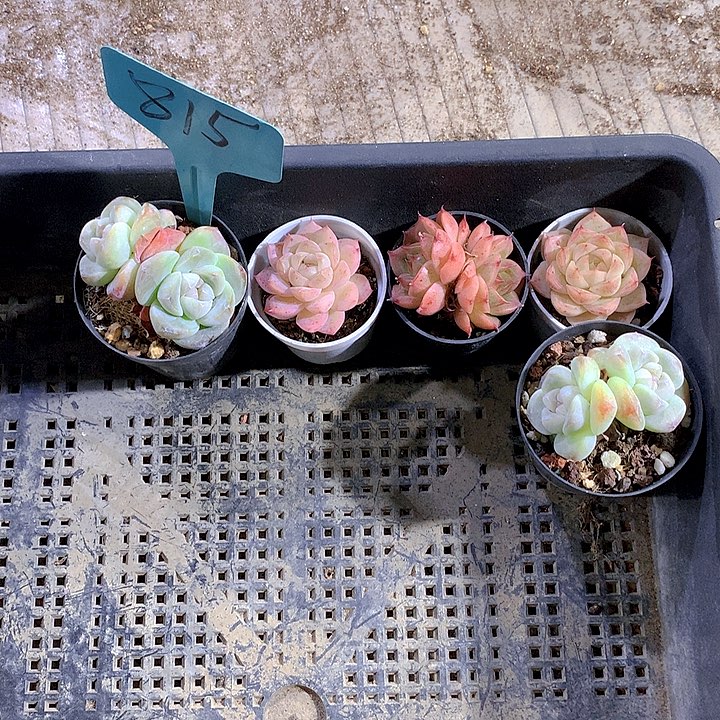 815号多肉植物园艺