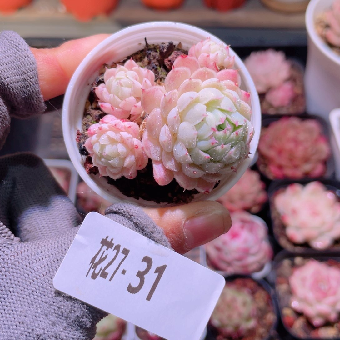 花利美27-31羊脂球