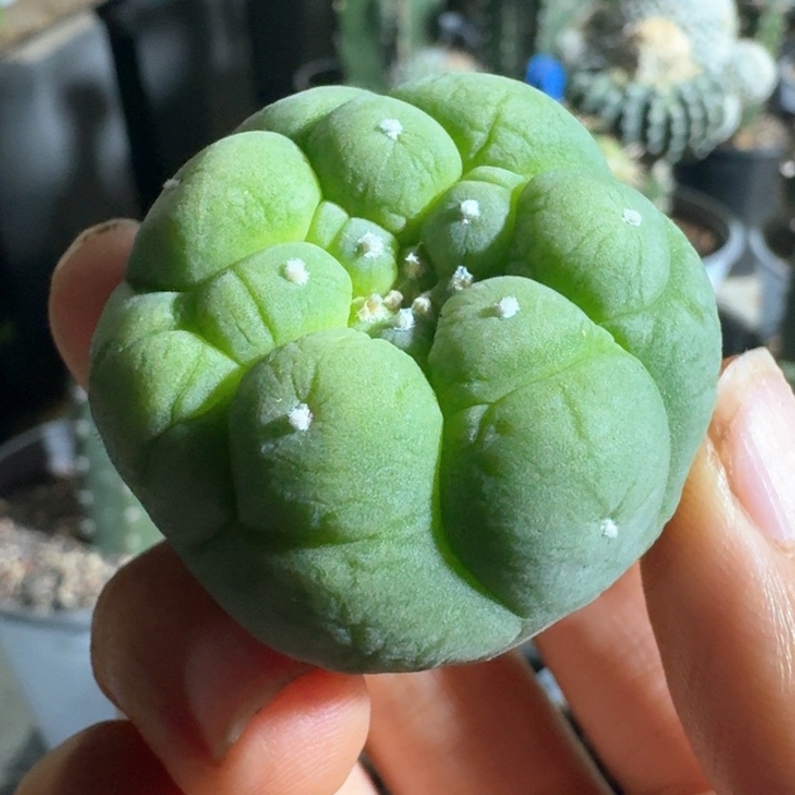 捡漏落地巨巨巨潜力