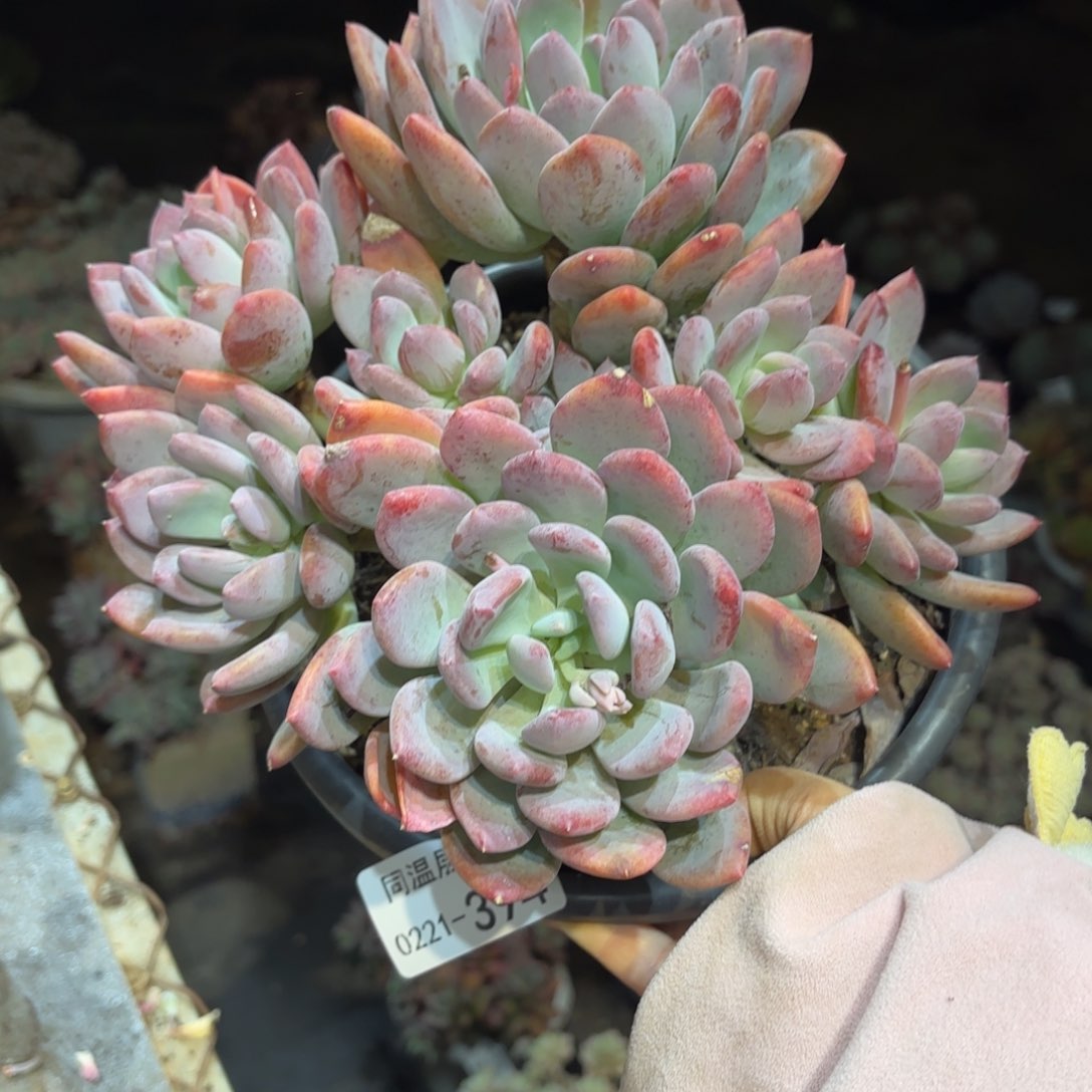 小*同温层多肉灰姑娘394