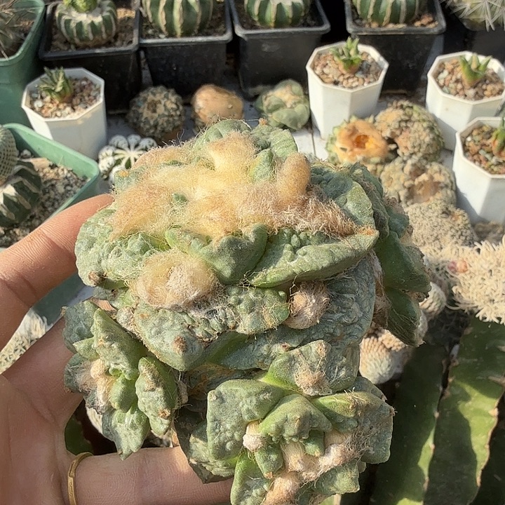 怒涛杂交牛舌仙人球