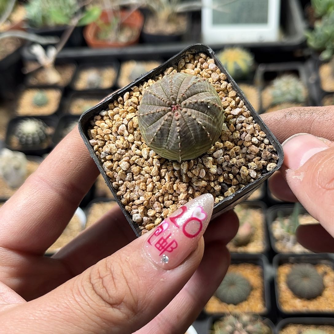 25182一物一拍单头发货