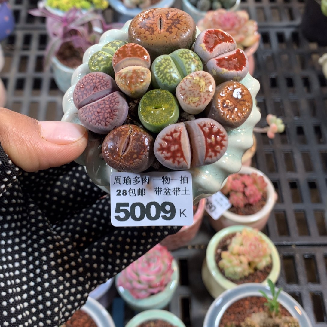 精控多肉植物5009