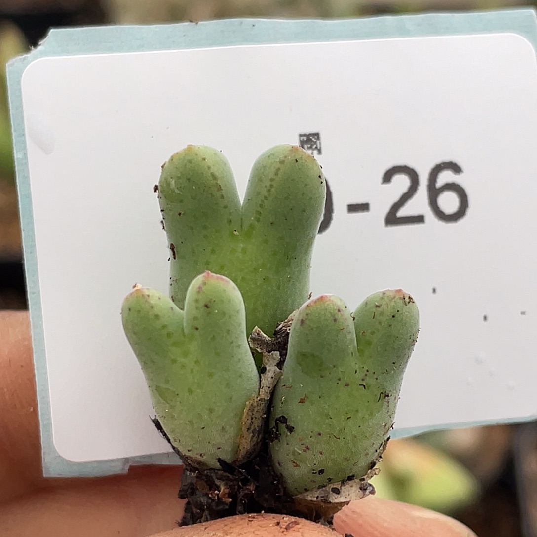 20-26猪蹄多肉植物
