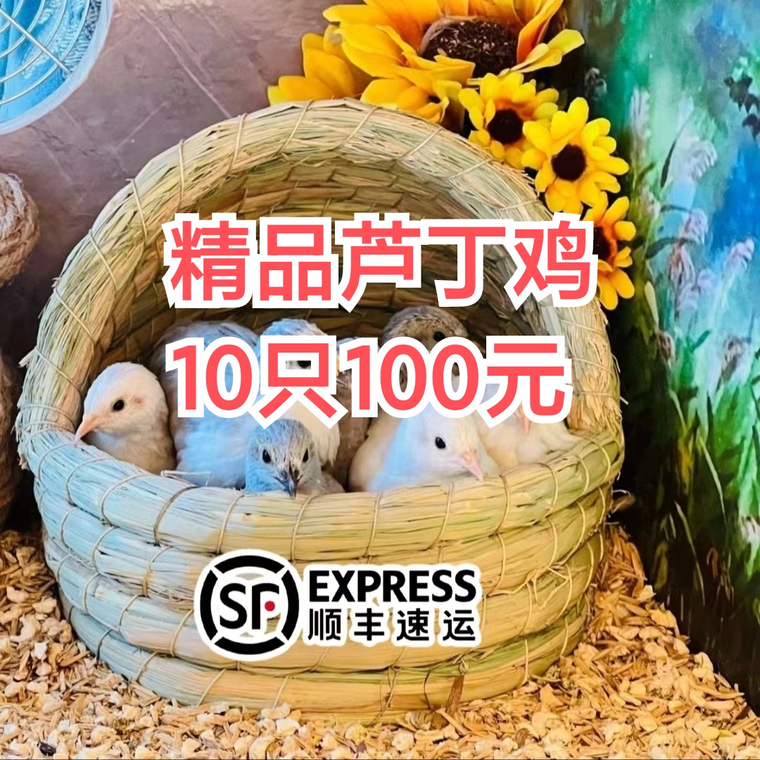 一百米十只两三个月左右青年芦丁鸡  非生鸡肉 包冰率不含冰