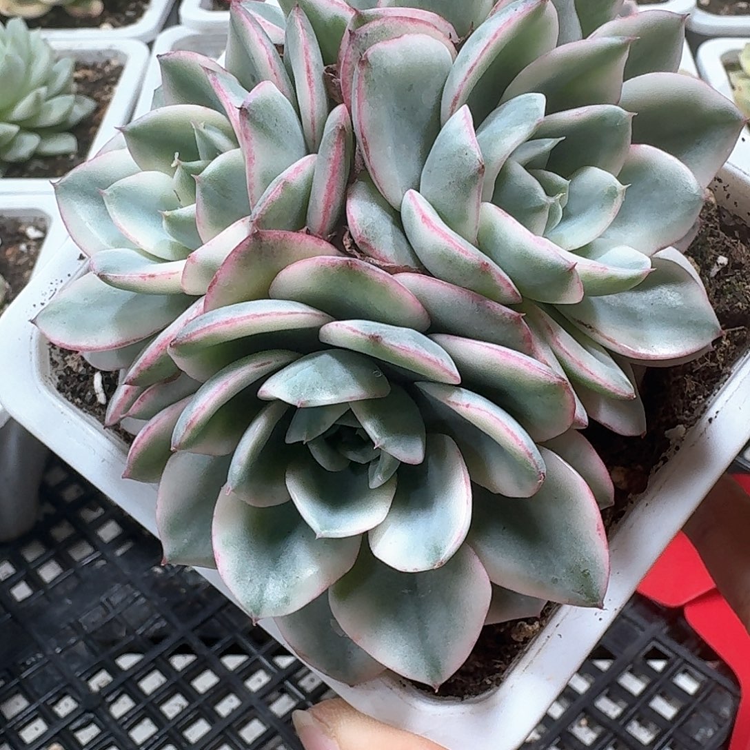 奶油黄桃锦群多肉植物