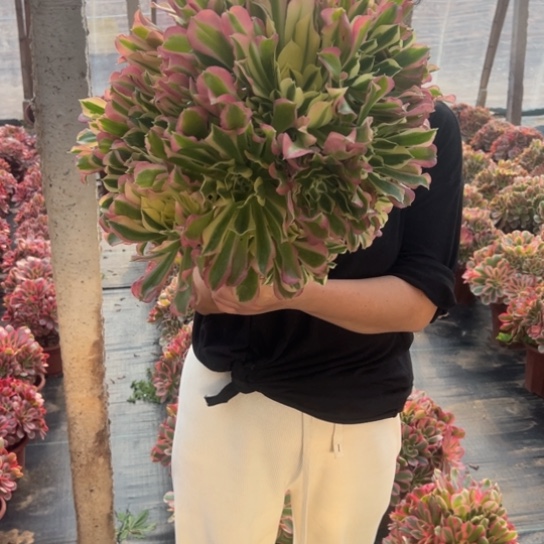 超大白凤一颗包邮福利