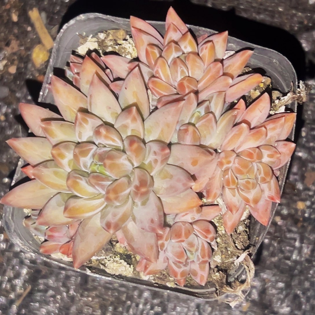 桔云多肉美人精品系列