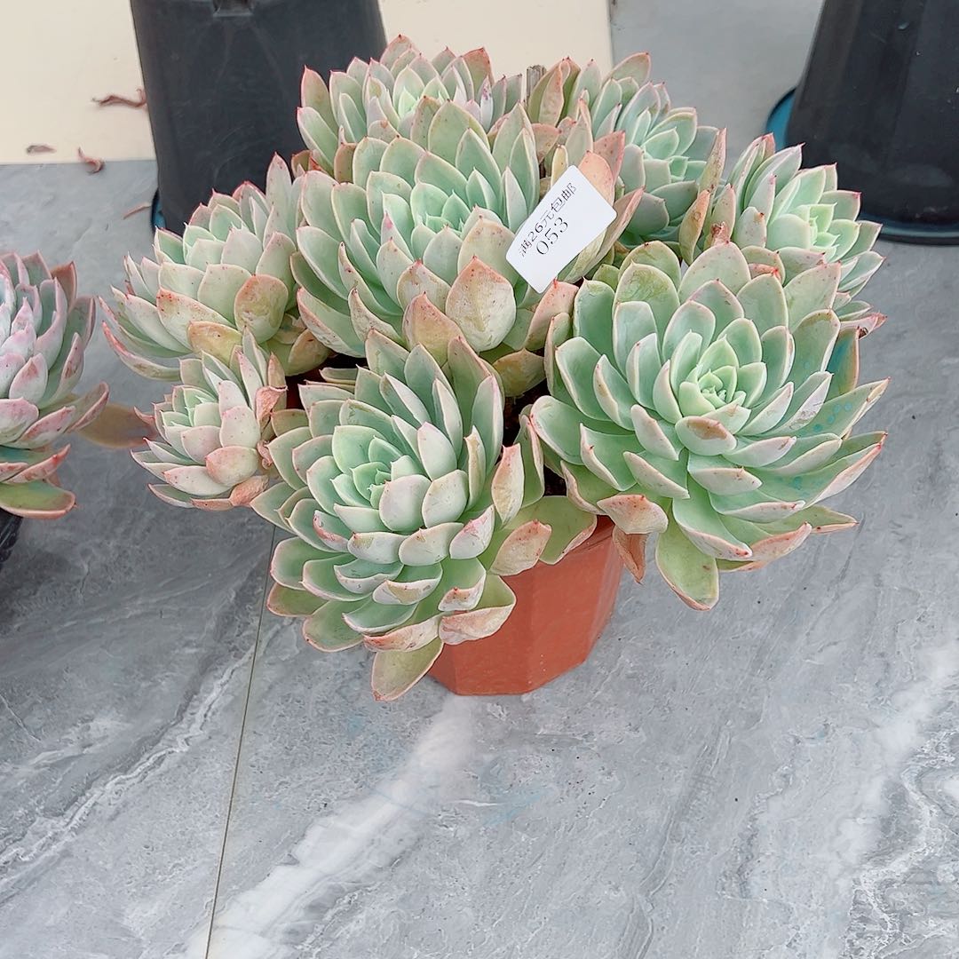 锦***s053丝绸多肉植物多肉