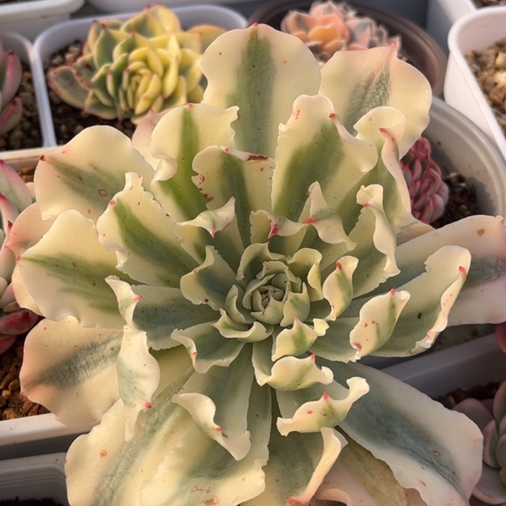 海啸锦头盖一颗价格