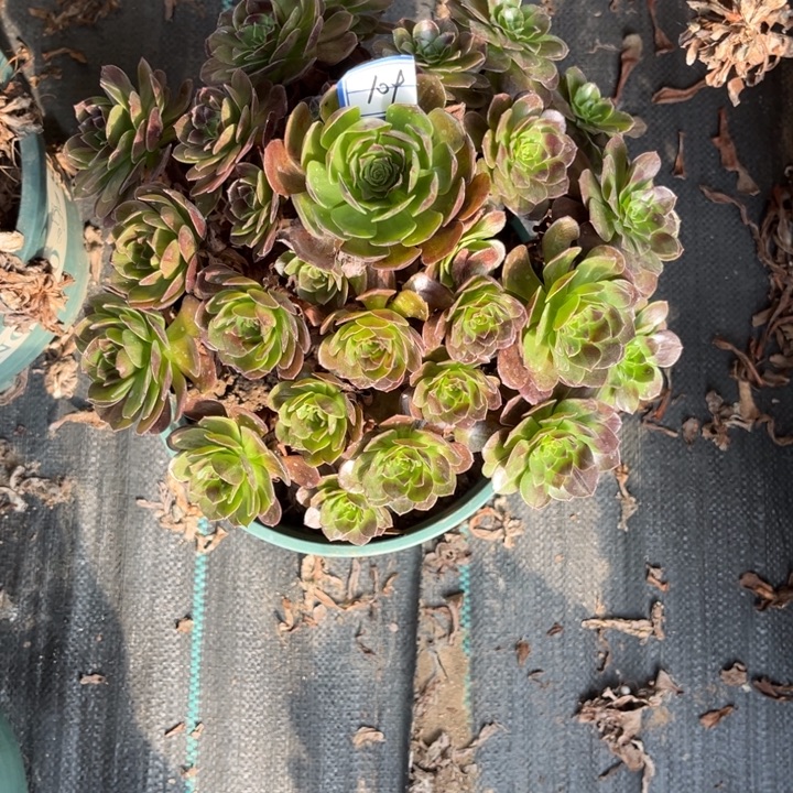 109黑寡妇多肉植物法师