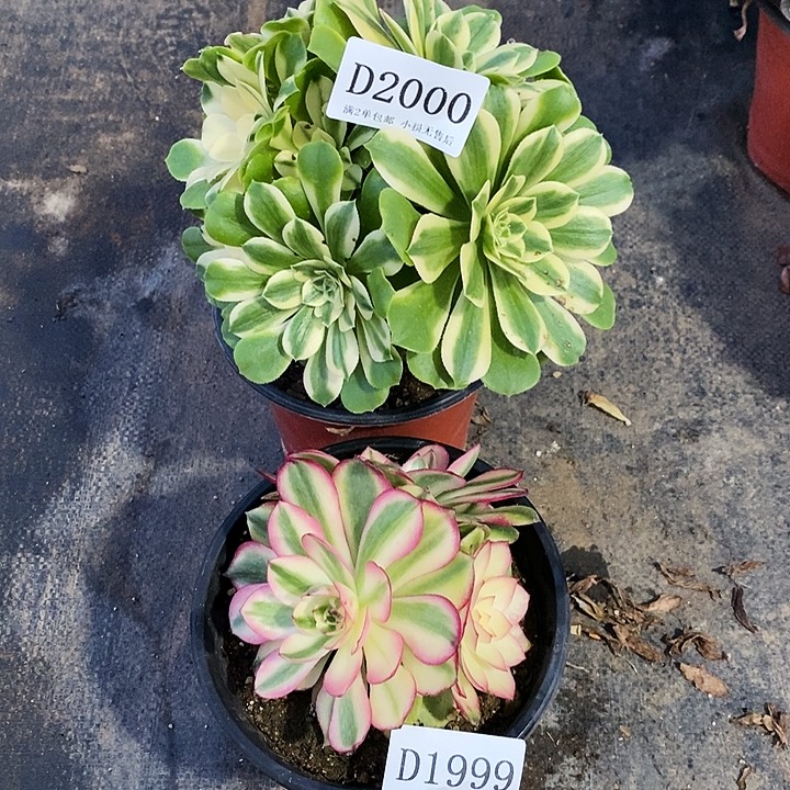 1999、2000辛尼亚荔枝多肉母本2颗无售后