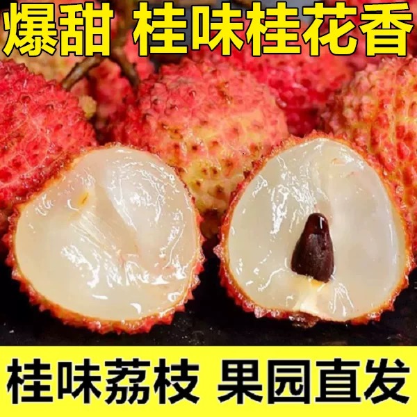 A【顺丰京东冷链】正宗桂味荔枝头茬现摘新鲜荔枝茂名老树桂味大果