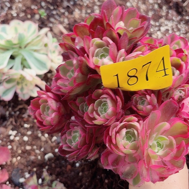 多肉植物砍头群1874