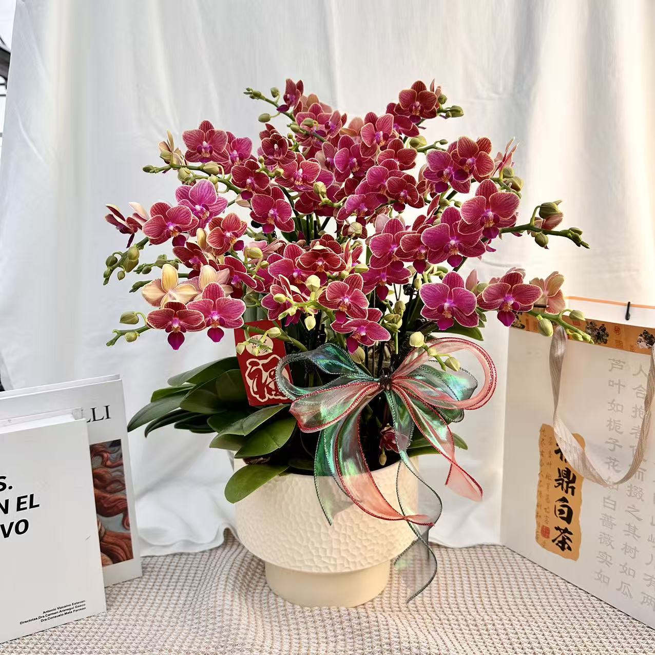 花世界蝴蝶蘭【金边玲珑】酒红色系 桌面款小花型  爆花量