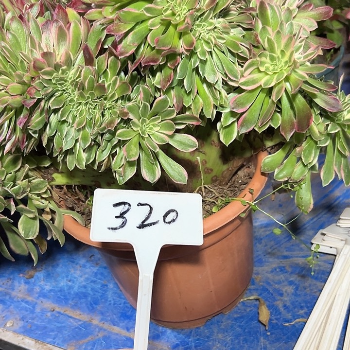 多肉植物女神缀花