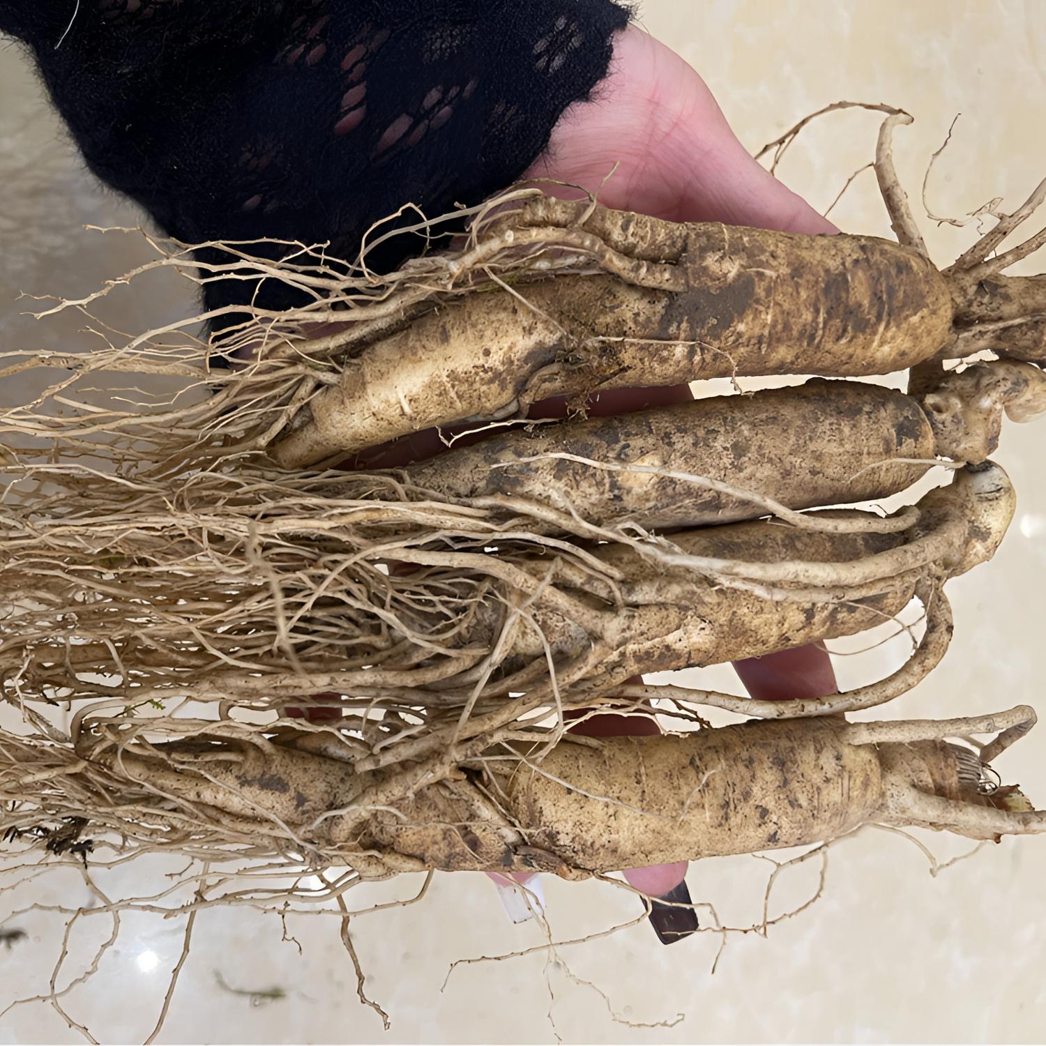 吉林东北长白山新鲜人参带土足龄中老年人参泡酒煲汤晒干磨粉