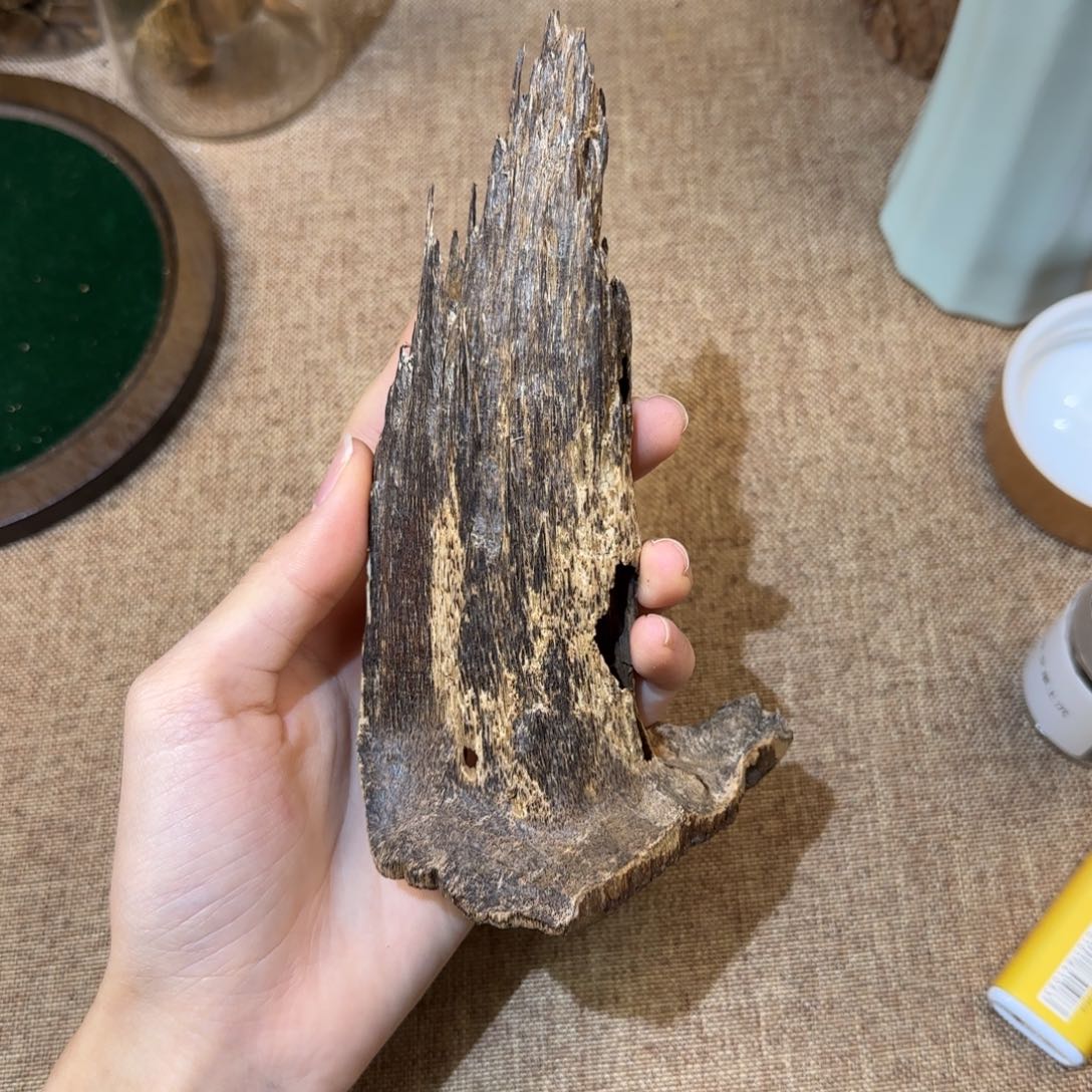 香港沉香吊齿22克