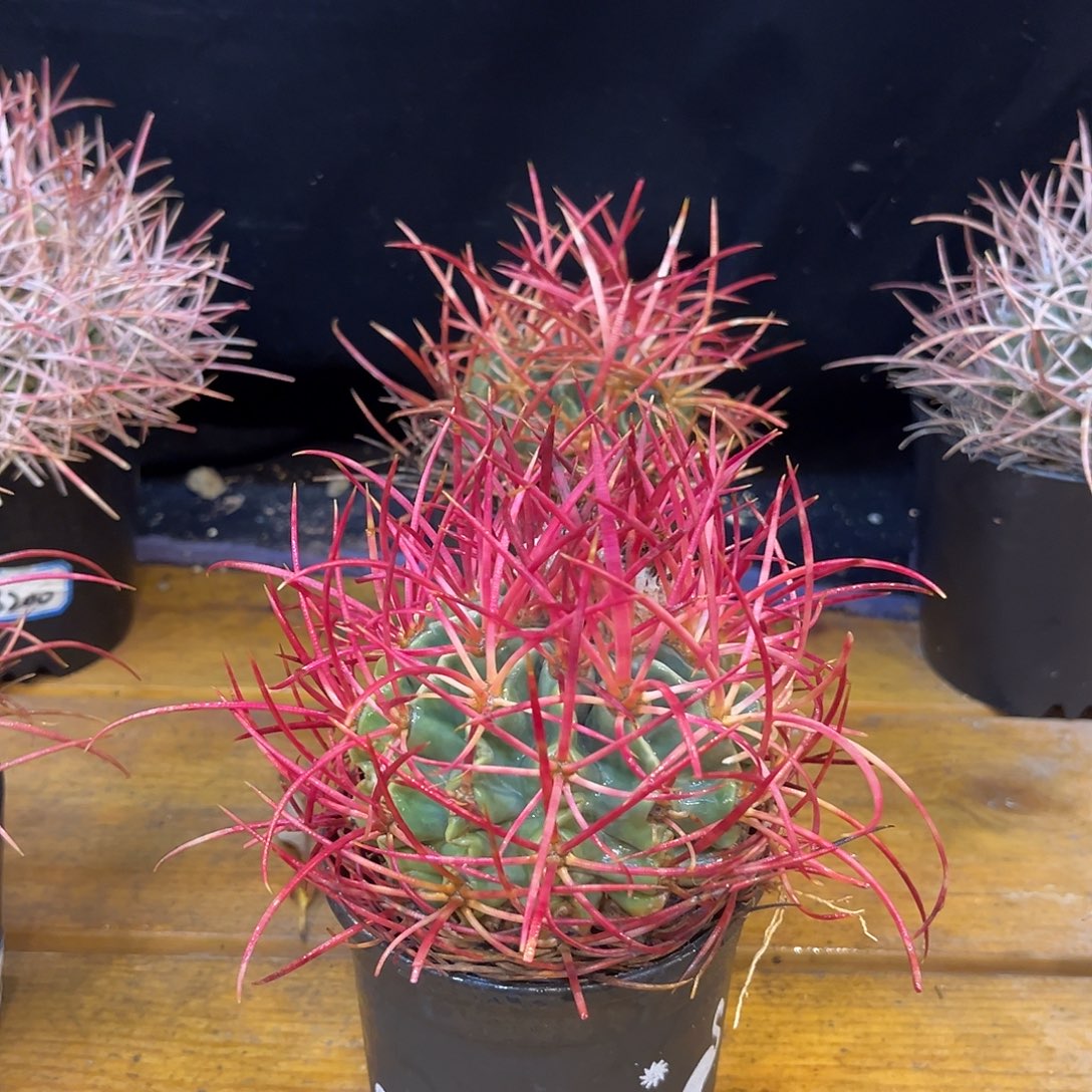 汤圆植物大龙冠中国红