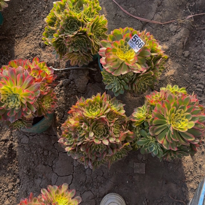 微*五颗海王花包邮27+15