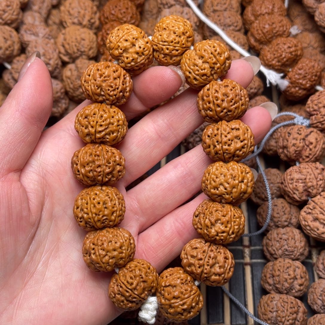 菩提19号尼泊尔大金刚爆肉六瓣21