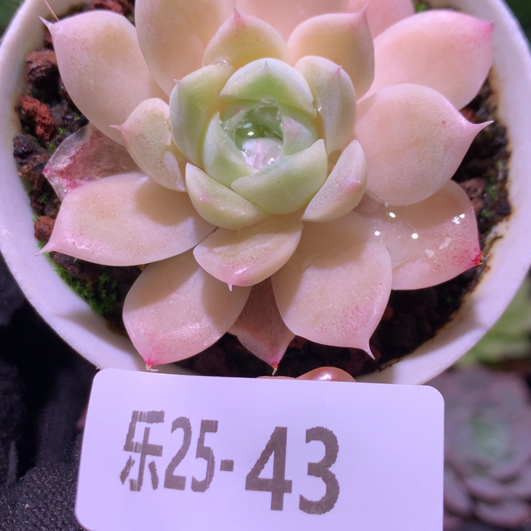 乐然25-43 白冰雪女王 