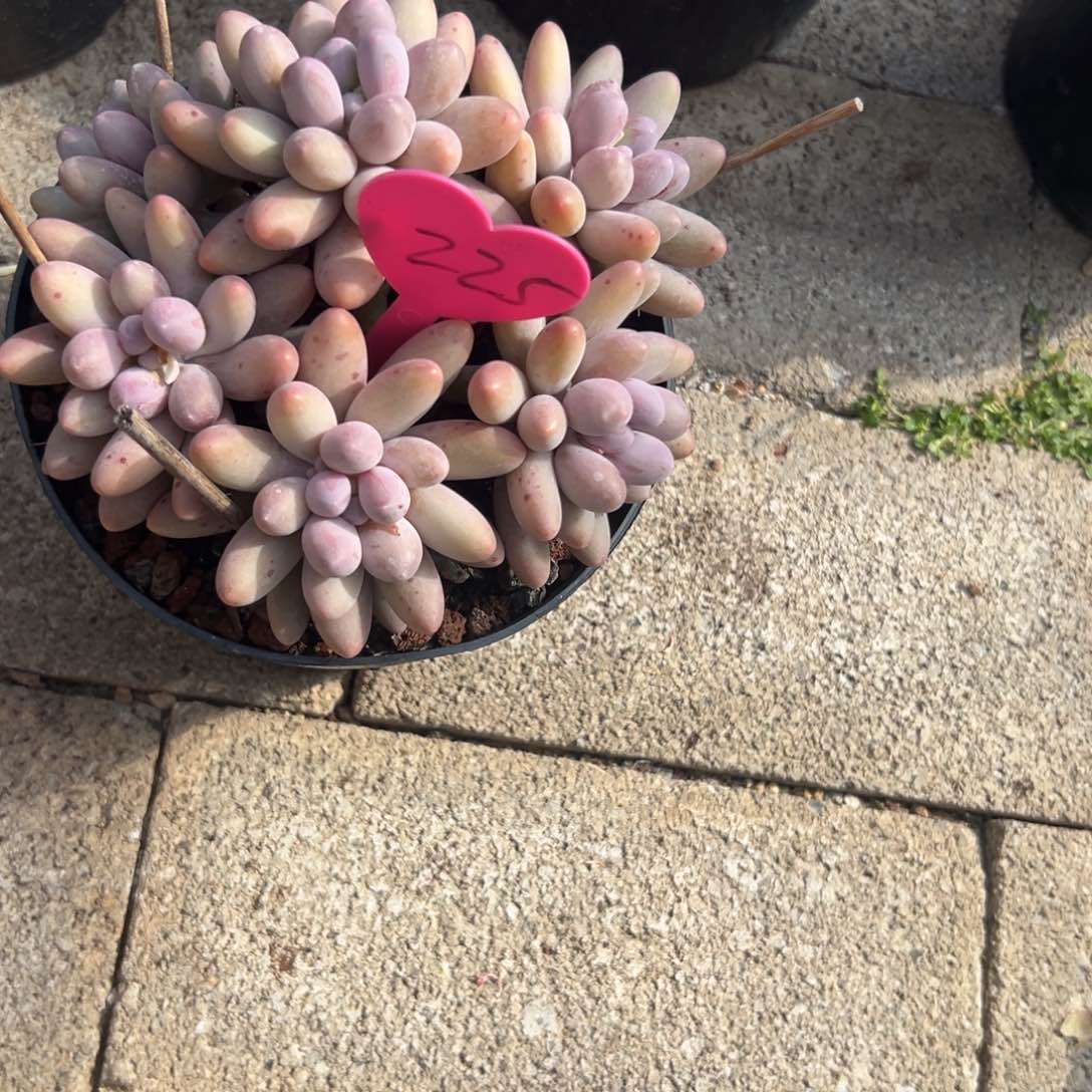 桃****字多肉植物一物一拍