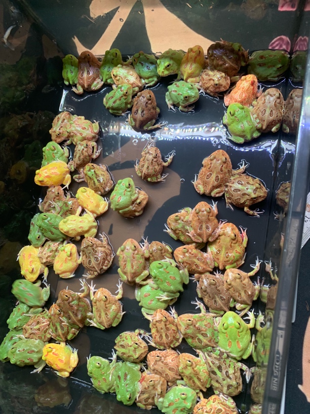 3cm角蛙福利特价蛙