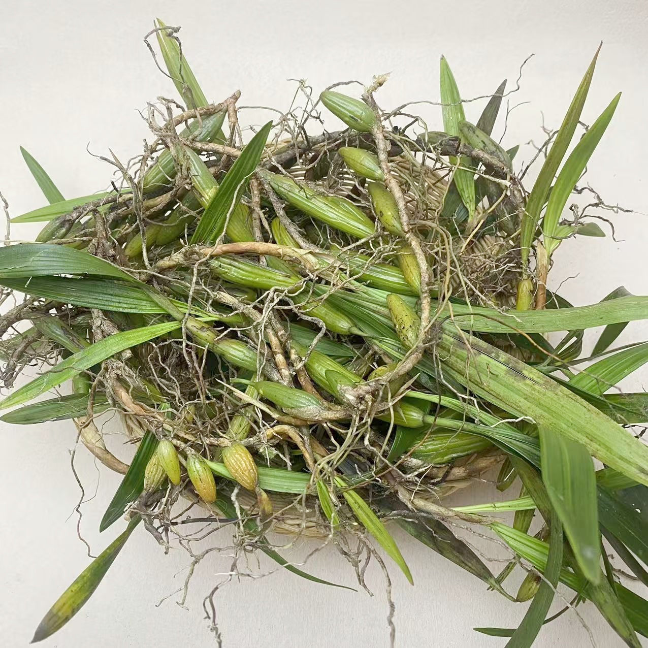 【石仙桃】果实饱满清香鲜美胶质丰富整株都可用煲汤佳品