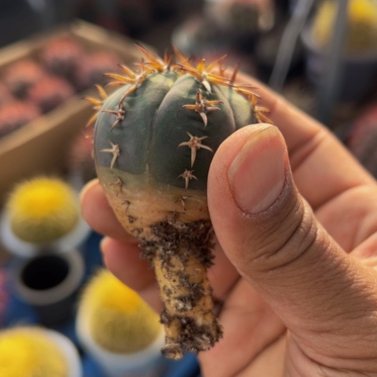 精品实生狂刺猫抓福利