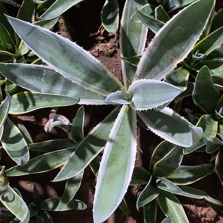 潮流植物银边龙舌兰