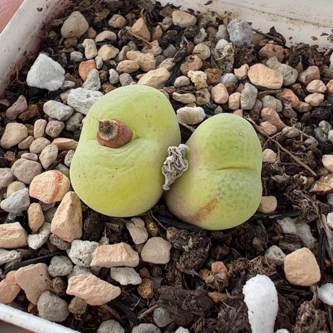 821多肉植物百科