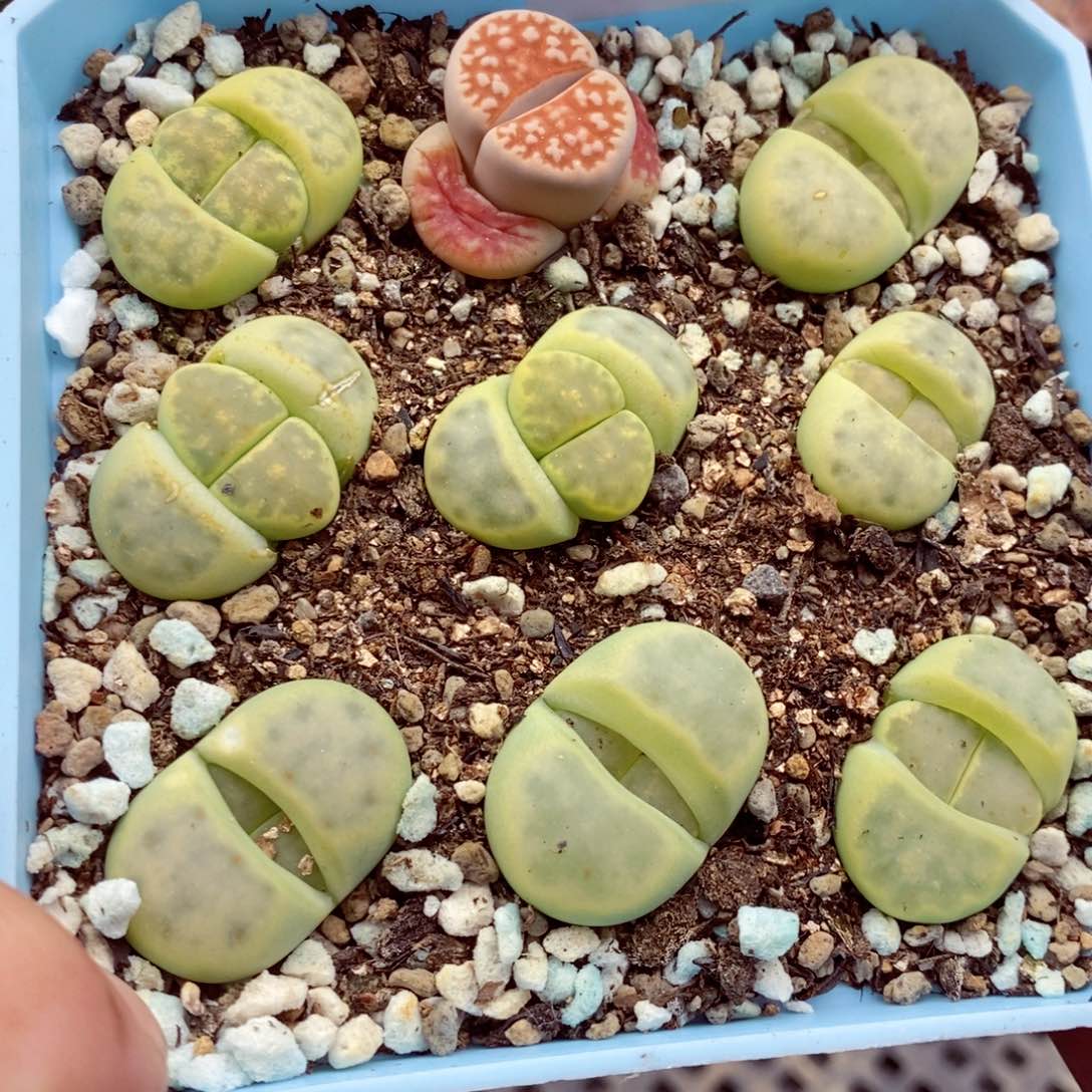 我的小姐姐们都是我508