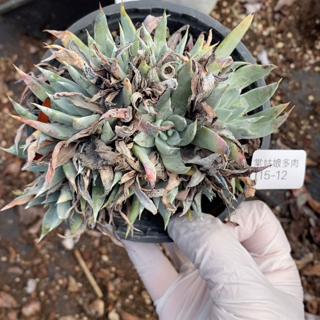 12号小可爱群杂交