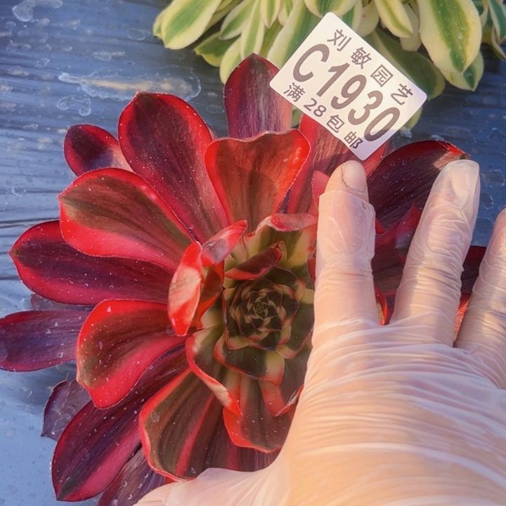 1930红魔女无毒多肉植物大事情