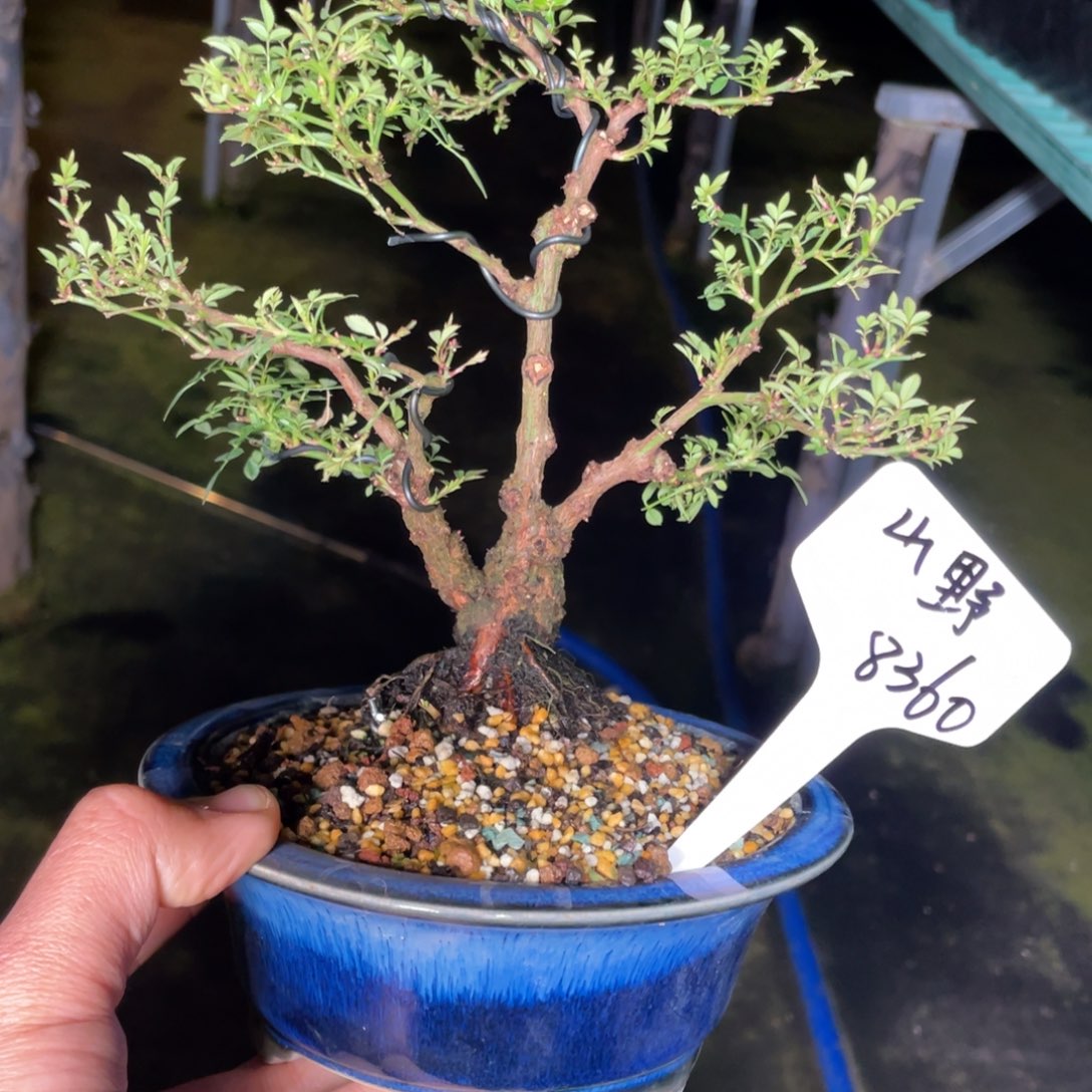 山***人完全开放原生姬乙女盆景