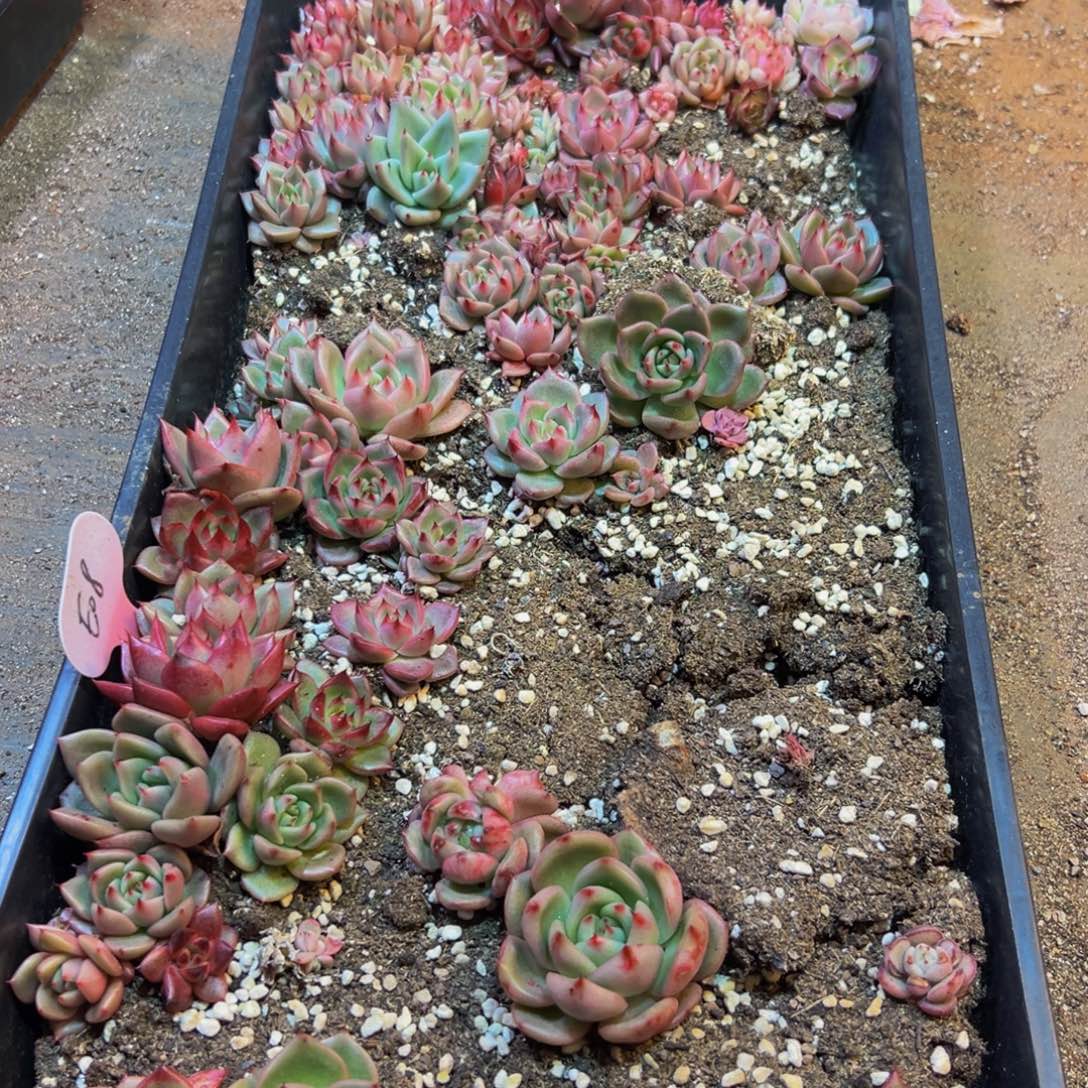 122脱土发电厂的建设和发展