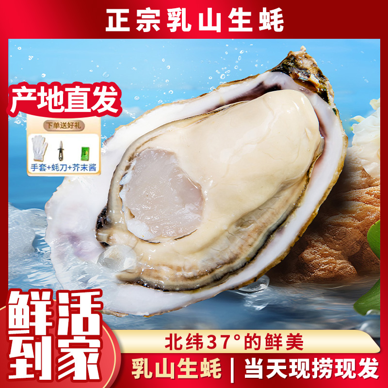【元旦特价】（巨无霸买5斤送5斤）乳山鲜活生蚝产地直发新鲜美味